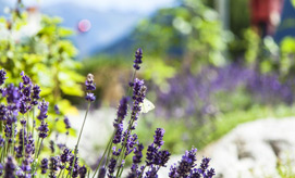 Tolle Pauschalen für Ihren Sommerurlaub am Arlberg Tolle Pauschalen für Ihren Sommerurlaub am Arlberg